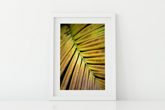 Yellow and rust frond, Plant, Closeup, Oahu, Hawaii, Matted Photo Print, Image