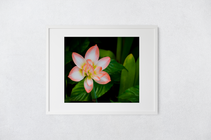 Peach and White Flower, Green Leaves, Dramatic Background, Oahu, Hawaii, Matted Photo Print, Image