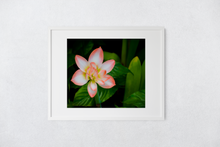 Load image into Gallery viewer, Peach and White Flower, Green Leaves, Dramatic Background, Oahu, Hawaii, Matted Photo Print, Image
