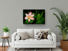 Load image into Gallery viewer, Peach and White Flower, Green Leaves, Dramatic Background, Oahu, Hawaii, Metal Art Print, Living Room Interior, Image

