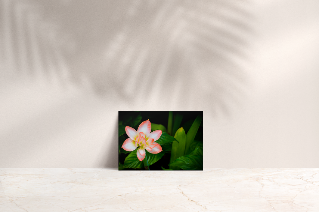 Peach and White Flower, Green Leaves, Dramatic Background, Oahu, Hawaii, Folded Note Card, Image
