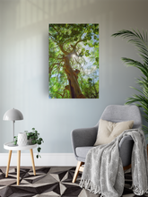 Load image into Gallery viewer, Moringa Tree, Green Leaves, Branches, Sunburst, Sky, Oahu, Hawaii, Metal Art Print, Living Room Interior, Image
