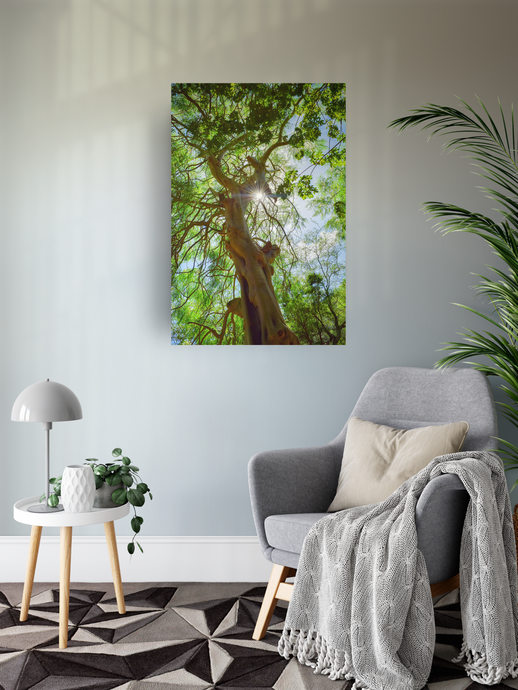 Moringa Tree, Green Leaves, Branches, Sunburst, Sky, Oahu, Hawaii, Metal Art Print, Living Room Interior, Image