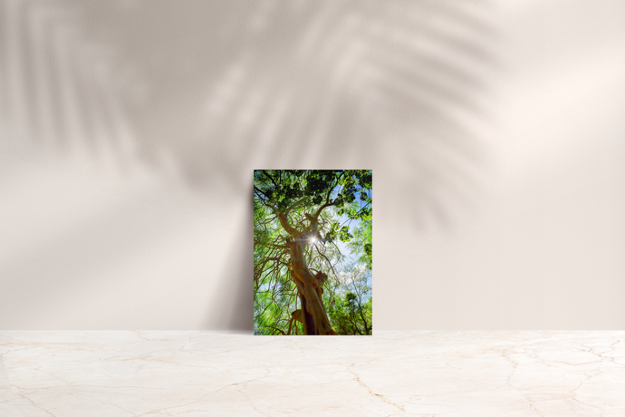 Moringa Tree, Green Leaves, Branches, Sunburst, Sky, Oahu, Hawaii, Folded Note Card, Image