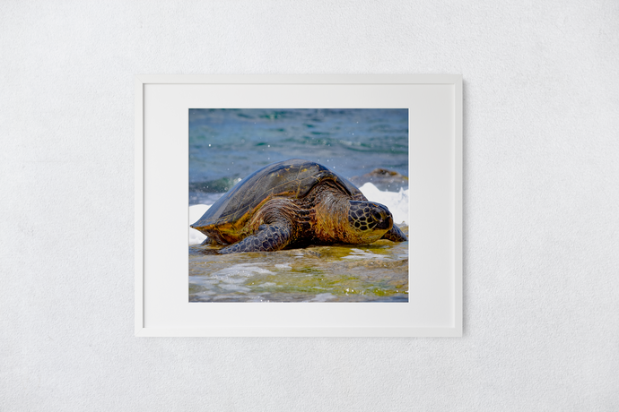 Hawaiian Green Sea Turtle, Ocean, North Shore, Oahu, Hawaii, Framed Matted Photo Print, Image