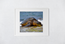 Load image into Gallery viewer, Hawaiian Green Sea Turtle, Ocean, North Shore, Oahu, Hawaii, Framed Matted Photo Print, Image
