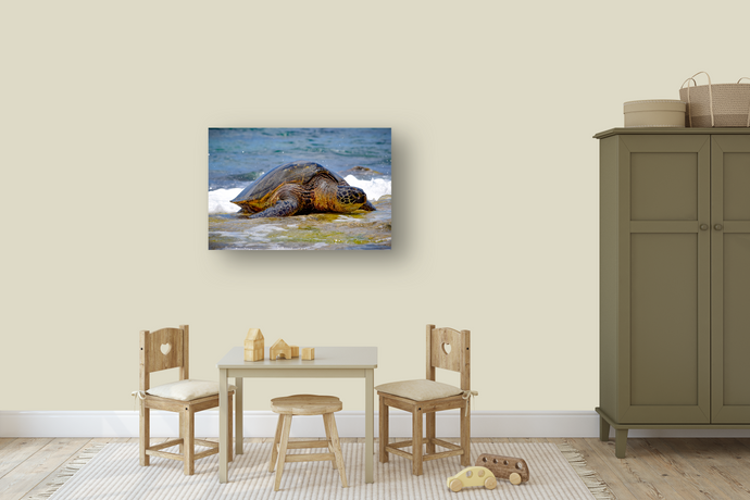 Hawaiian Green Sea Turtle, Ocean, North Shore, Oahu, Hawaii, Metal Art Print, Kids' Room Interior, Image