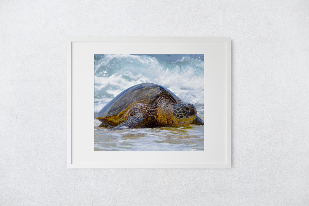 Hawaiian Green Sea Turtle, Ocean, North Shore, Oahu, Hawaii, Matted Photo Print, Image