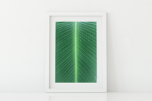 Load image into Gallery viewer, Closeup, Green Leaf, Symmetrical Lines, Oahu, Hawaii, Matted Photo Print, Image
