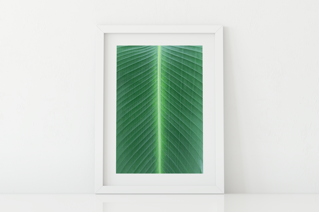 Closeup, Green Leaf, Symmetrical Lines, Oahu, Hawaii, Matted Photo Print, Image