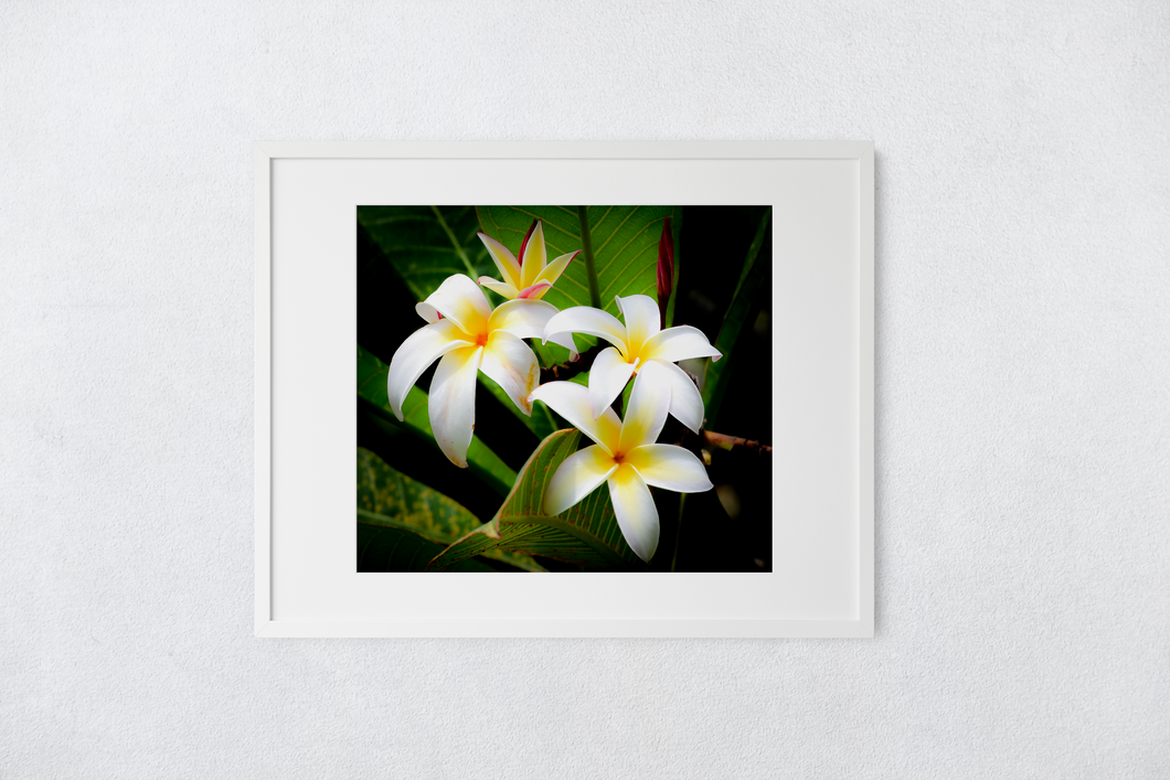 White and Yellow Plumeria Flowers, Green Leaves, Oahu, Hawaii, Matted Photo Print, Image