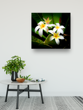 Load image into Gallery viewer, White and Yellow Plumeria Flowers, Green Leaves, Oahu, Hawaii, Metal Art Print, Interior Entryway, Image
