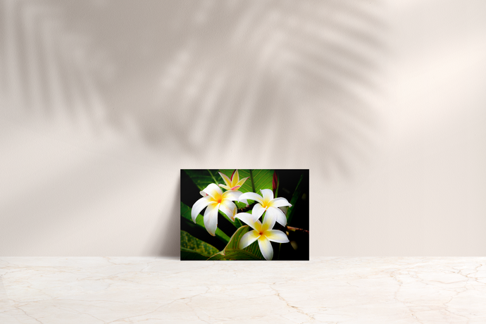 White and Yellow Plumeria Flowers, Green Leaves, Oahu, Hawaii, Folded Note Card, Image