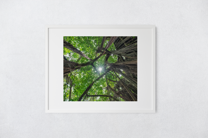 Banyan Tree, Green Leaves, Sunburst, Draping Roots, Oahu, Hawaii, Matted Photo Print, Image