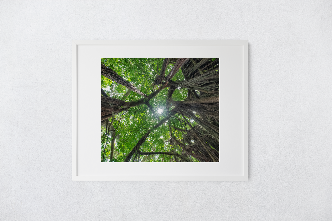Banyan Tree, Green Leaves, Sunburst, Draping Roots, Oahu, Hawaii, Matted Photo Print, Image