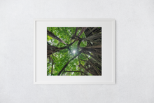 Load image into Gallery viewer, Banyan Tree, Green Leaves, Sunburst, Draping Roots, Oahu, Hawaii, Matted Photo Print, Image
