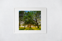 Load image into Gallery viewer, Banyan Tree, Kiawe Tree, Sun illumination, Shadows, Grass, Park, Waikiki, Oahu, Hawaii, Matted Photo Print, Image
