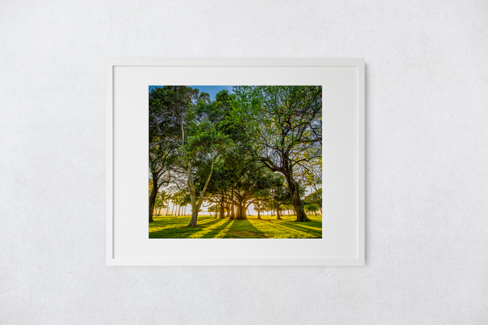 Banyan Tree, Kiawe Tree, Sun illumination, Shadows, Grass, Park, Waikiki, Oahu, Hawaii, Matted Photo Print, Image
