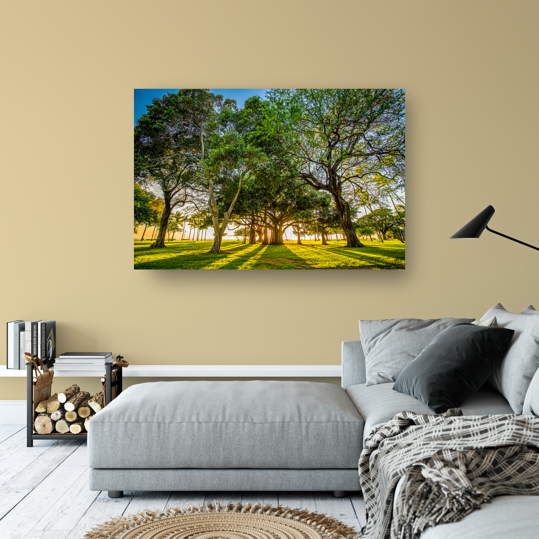 Banyan Tree, Kiawe Tree, Sun illumination, Shadows, Grass, Park, Waikiki, Oahu, Hawaii, Metal Art Print, Living Room Interior, Image
