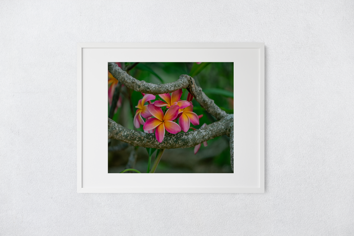 Pink and Orange Plumeria Flowers, Branches, Green Leaves Background, Oahu, Hawaii, Matted Photo Print, Image