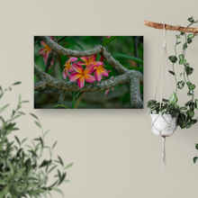 Load image into Gallery viewer, Pink and Orange Plumeria Flowers, Branches, Green Leaves Background, Oahu, Hawaii, Metal Art Print, Entryway Interior, Image
