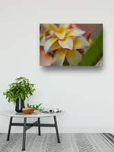 Load image into Gallery viewer, White and Yellow Plumeria Flowers, Green Leaves, Macro Photography, Oahu, Hawaii, Metal Art Photo Print, Entryway Interior, Image

