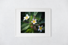 Load image into Gallery viewer, Three Purple, White, Yellow Plumeria Flowers, Green Leaves, Oahu, Hawaii, Matted Photo Print, Image

