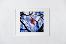 Load image into Gallery viewer, Pink Circular Flower, Branches Twisted, Blue and White Blurred Background, Oahu, Hawaii, Matted Photo Print, Image
