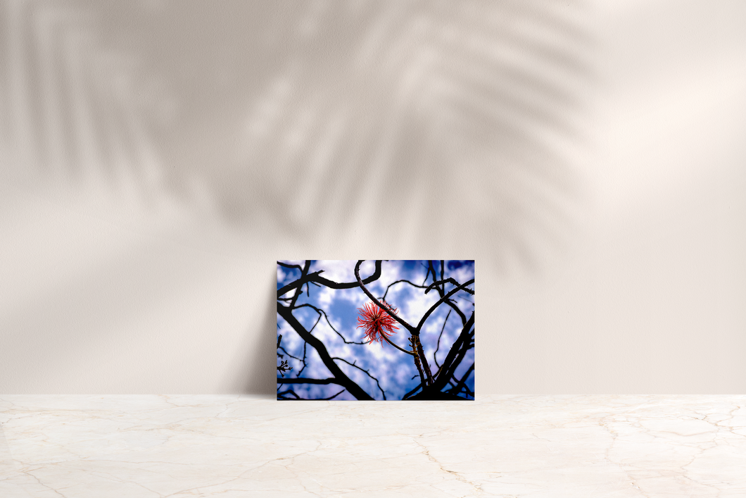 Pink Circular Flower, Branches Twisted, Blue and White Blurred Background, Oahu, Hawaii, Folded Note Card, Image