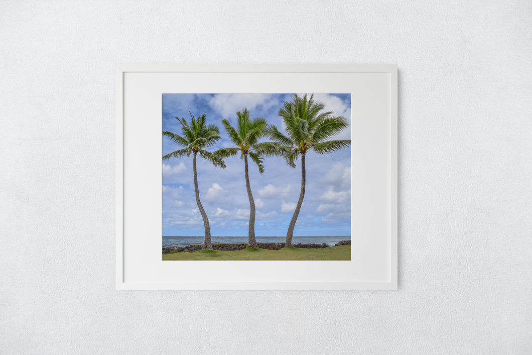 Three Coconut Palm Trees, Ocean, Grass, Puffy Clouds, Sky, Oahu, Hawaii, Matted Photo Print, Image