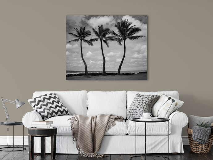Black and White, Three Coconut Palm Trees, Ocean, Puffy Clouds, Sky, Oahu, Hawaii, Metal Art Print, Living Room, Image