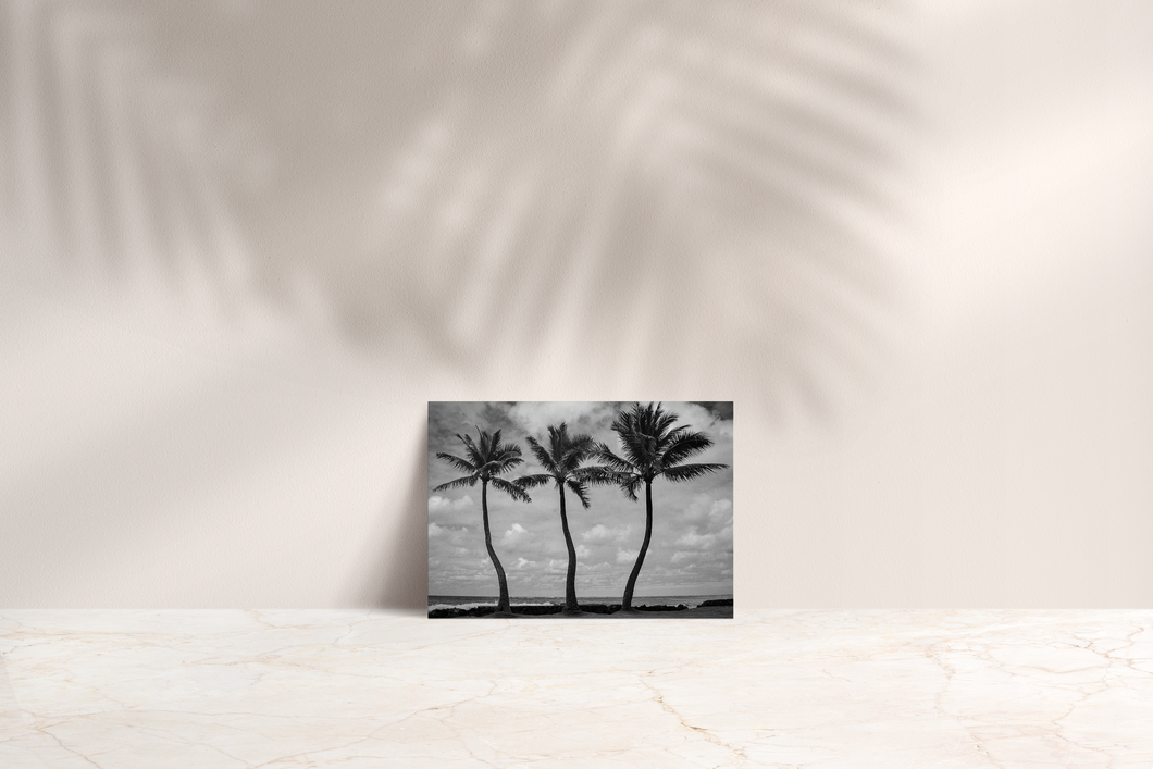 Black and White, Three Coconut Palm Trees, Ocean, Puffy Clouds, Sky, Oahu, Hawaii, Folded Note Card, Image