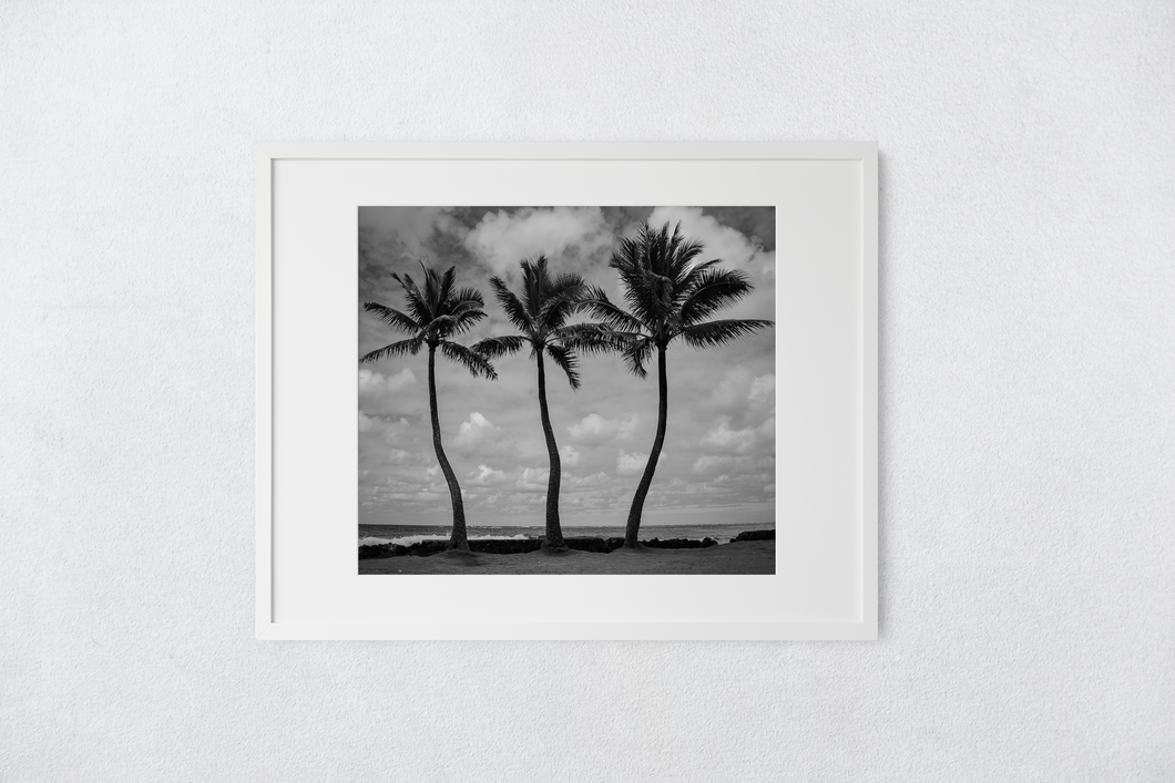 Black and White, Three Coconut Palm Trees, Ocean, Puffy Clouds, Sky, Oahu, Hawaii, Matted Photo Print, Image