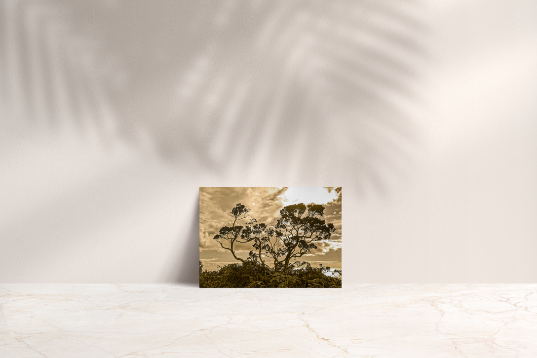 Sepia Tones, Ohia Tree, Clouds, Foliage, Silhouette, Oahu, Hawaii, Folded Note Card, Image
