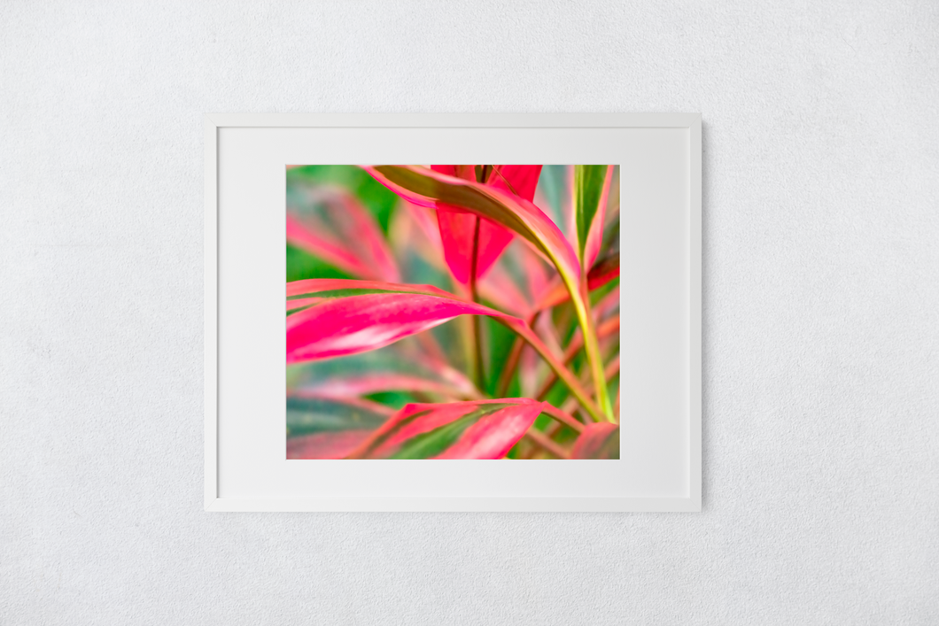 Abstract, Bright Colors, Tropical Plants, Oahu, Hawaii, Framed Matted Print, Image