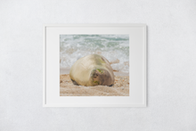 Load image into Gallery viewer, Hawaiian Monk Seal, Sand, Ocean, Kahuku, Oahu, Hawaii, Matted Photo Print, Image
