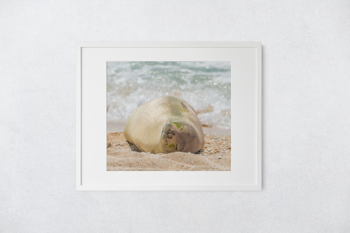 Hawaiian Monk Seal, Sand, Ocean, Kahuku, Oahu, Hawaii, Matted Photo Print, Image
