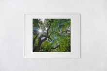 Load image into Gallery viewer, Monkeypod Tree, Twisty Branches, Green Leaves, Sunburst, Blue Sky, Oahu, Hawaii, Matted Photo Print, Image
