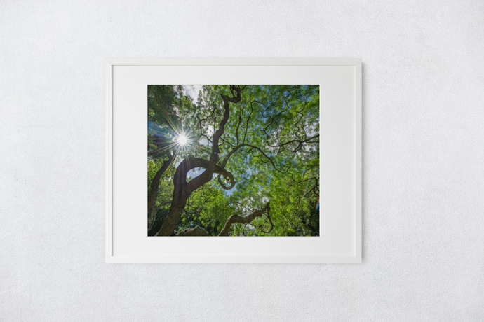Monkeypod Tree, Twisty Branches, Green Leaves, Sunburst, Blue Sky, Oahu, Hawaii, Matted Photo Print, Image
