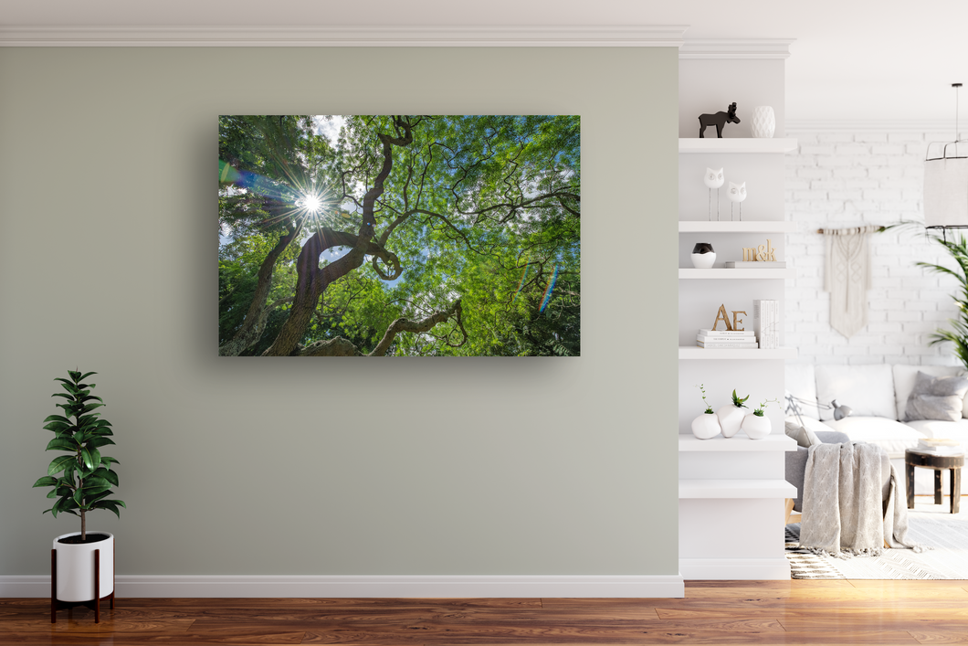 Monkeypod Tree, Twisty Branches, Green Leaves, Sunburst, Blue Sky, Oahu, Hawaii, Metal Art Print, Interior Entryway,  Image