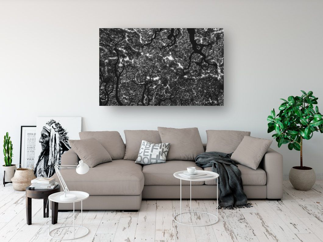 Black and White, Monkeypod Tree, Branches, Leaves, Oahu, Hawaii, Metal Art Print, Living Room Interior, Image