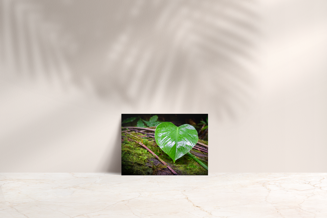 Green Heart-Shaped Leaf, Branches, Moss, Manoa Falls Trail, Oahu, Hawaii, Folded Note Card, Image