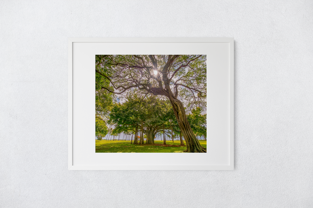 Kiawe Tree, Sunburst, Banyan Tree, Grass, Park, Waikiki, Oahu, Hawaii, Matted Photo Print, Image