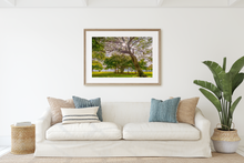 Load image into Gallery viewer, Kiawe Tree, Sunburst, Banyan Tree, Grass, Park, Waikiki, Oahu, Hawaii, Framed Matted Photo Print, Living Room Interior, Image
