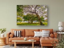Load image into Gallery viewer, Kiawe Tree, Sunburst, Banyan Tree, Grass, Park, Waikiki, Oahu, Hawaii, Metal Art Print, Living Room Interior, Image
