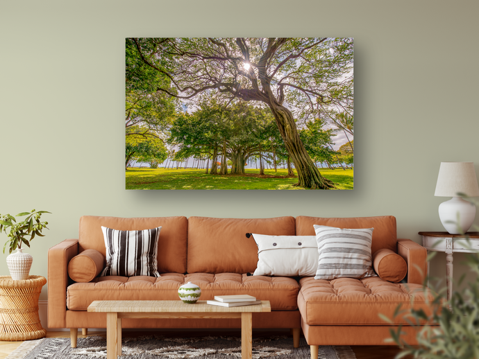 Kiawe Tree, Sunburst, Banyan Tree, Grass, Park, Waikiki, Oahu, Hawaii, Metal Art Print, Living Room Interior, Image